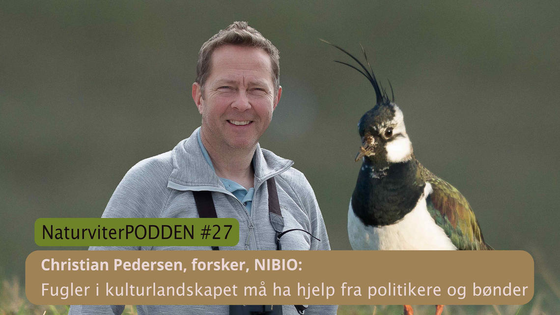 — Norge er kjærlighetslandet for alle trekkfuglene, og etter en lang strabasiøs ferd må vi passe på at de faktisk har det bra her, sier Christian Pedersen, naturviter og forsker ved NIBIO. 