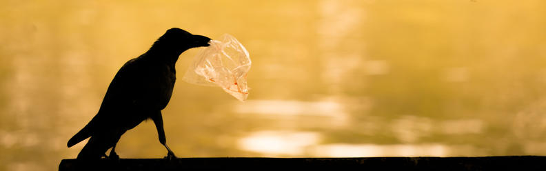 Plastsøppel – strandryddedagen