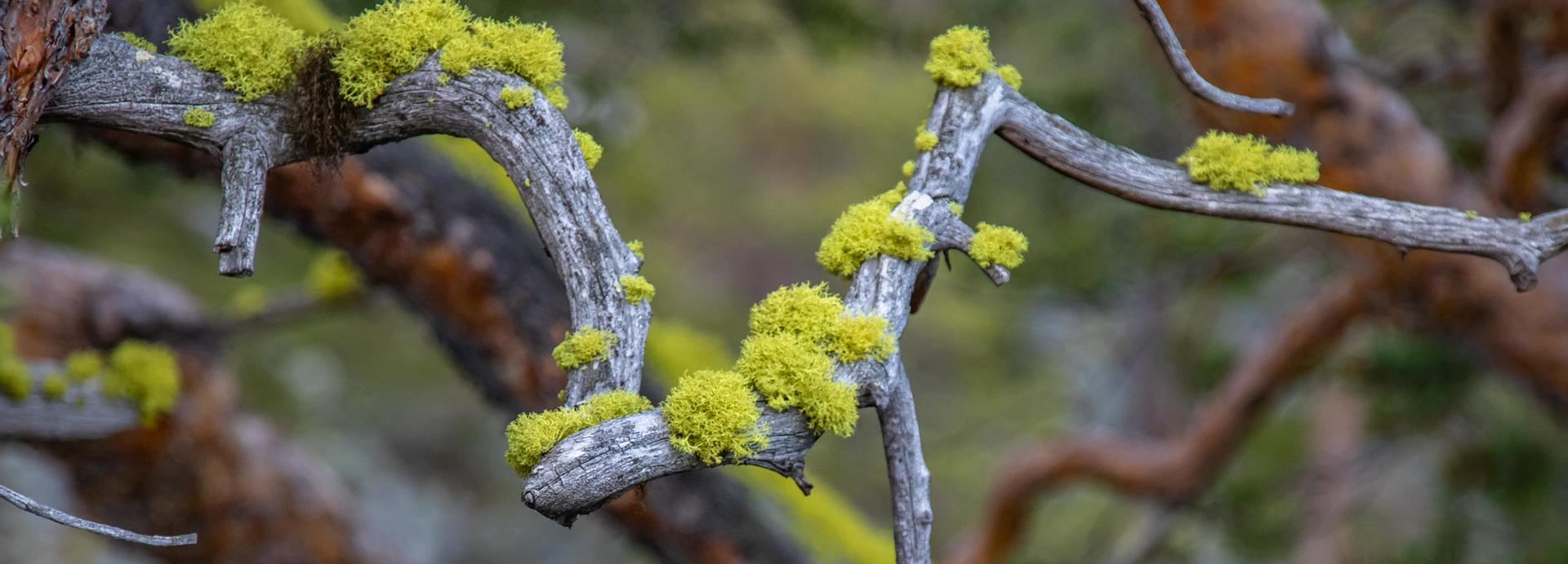 Ulvelav er en busklav i familien Parmeliaceae som i Norge finnes hovedsakelig i indre strøk av Østlandet, den vokser særlig i gammel furuskog, på tørrfuruer på myrer osv