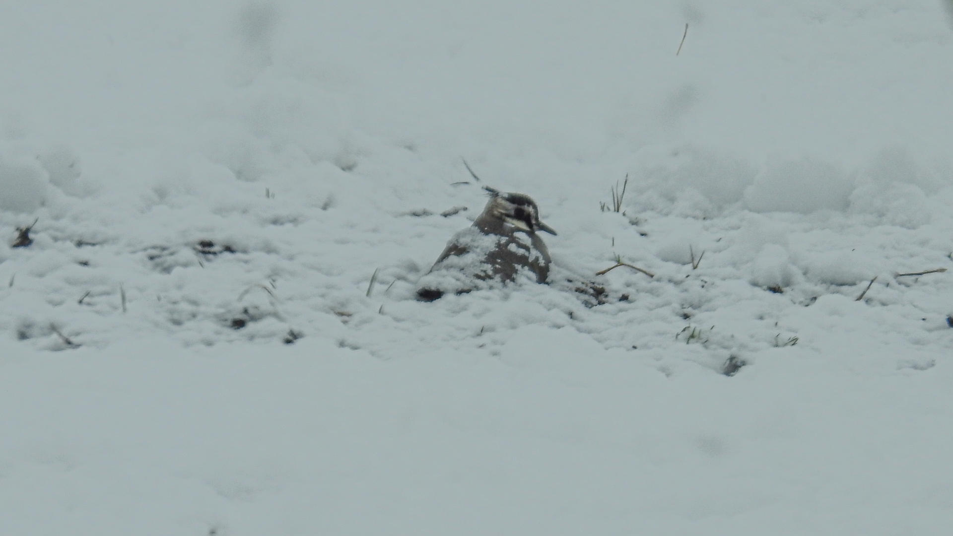 Snøfall i mai gjorde livet surt for to par hekkende viper og andre hekkende fugler i Oppdal