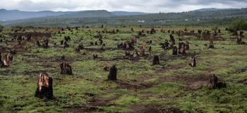 Avskoging på Madagaskar