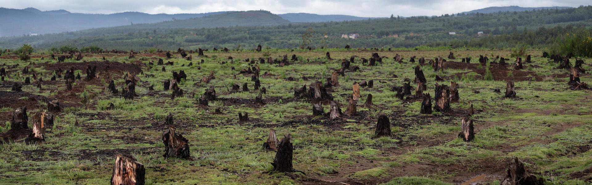 Avskoging på Madagaskar. 