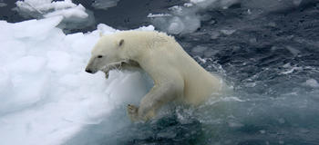 Artsdatabanken vurderer isbjørnen for Svalbard som sårbår. Prognoser om oppvarming av arktiske områder indikerer drastisk tap av isbjørnens habitat (havis).