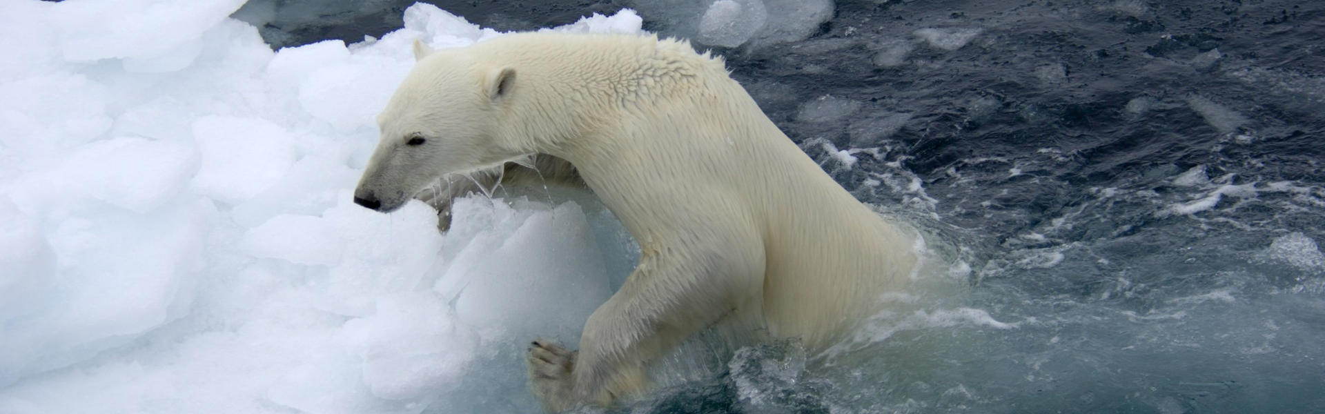 Artsdatabanken vurderer isbjørnen for Svalbard som sårbår. Prognoser om oppvarming av arktiske områder indikerer drastisk tap av isbjørnens habitat (havis)