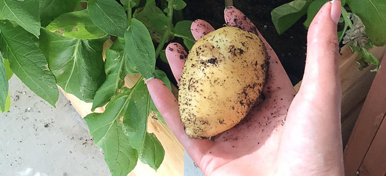 Dyrk poteter i en plantekasse 