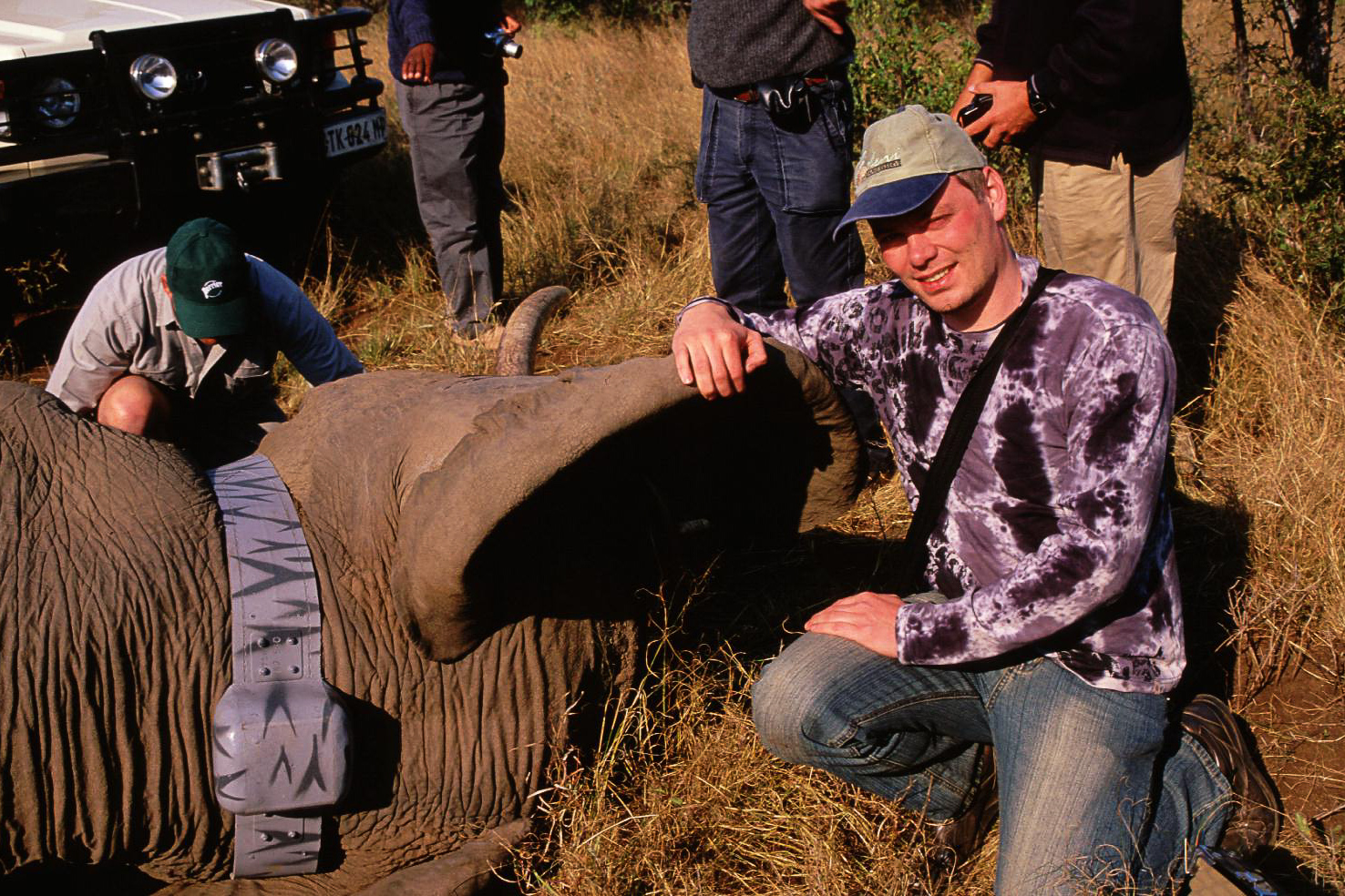 GPS-merking av elefanter i Krüger National Park, Sør-Afrika