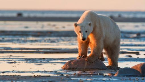 Temperaturen i Arktis stiger fire ganger raskere enn i resten av verden, viste en ny studie i 2022. 